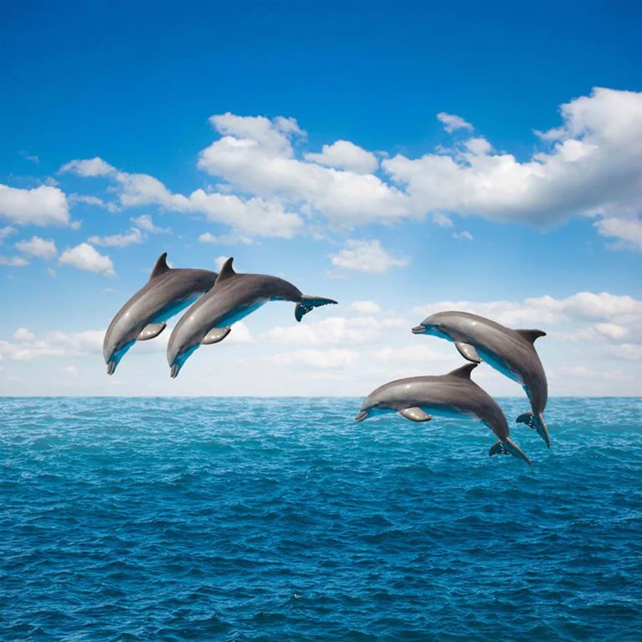 Ocean Symphony ( WLF 102 )